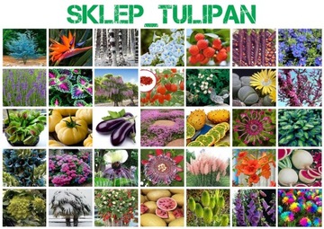 JODŁA KOREAŃSKA SKLEP_TULIPAN.