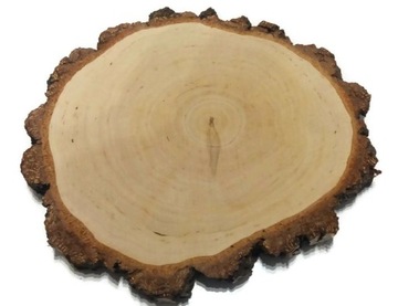 DUŻE Plastry drewniane brzoza szlifowane śr25-30cm