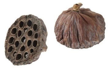 LOTOS NATURALNY KWIAT 3-5 CM SUSZ EGZOTYCZNY 2SZT
