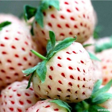 PINEBERRY BIAŁA TRUSKAWKA NOWOŚĆ .