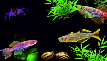 Пожиратель красных водорослей VEIL Ancistrus Red akwa_fan