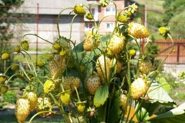 Земляника Yellow Wonder очень плодородна.