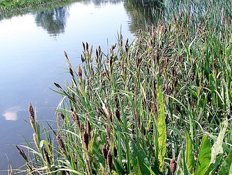 Осока береговая (Carex riparia) Рассада 50 шт.