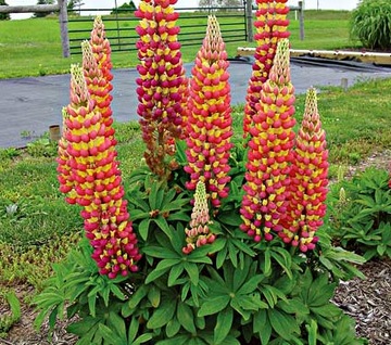 ŁUBIN LUPINUS SKLEP_TULIPAN.