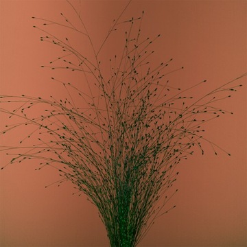 MIKROMUSIC - TAK MI SIĘ NIE CHCE - nowy CD w folii