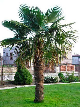 TRACHYCARPUS FORTUNEI МОРОЗОСТОЙКАЯ ПАЛЬМА P240-260