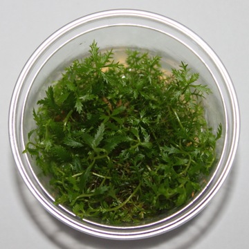 Proserpinaca palustris- In vitro - Saxon4