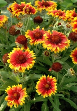 ГАЙЛАРДИЯ ГАЙЛАРДИЯ (GAILLARDIA ARISTATA) СЕМЕНА КРАСИВЫХ ЦВЕТОВ 200 шт.