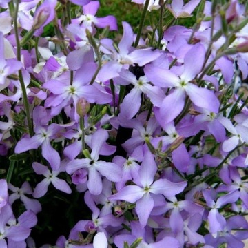 МАЦЕЙКА ПУРПУРНАЯ (MATTHIOLA BICORNIS) ПРИЯТНО ПАХНУЩАЯ 500 СЕМЯН