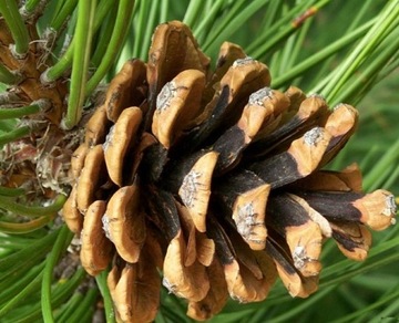 SOSNA CZARNA - PINUS NIGRA S - 20 NASION