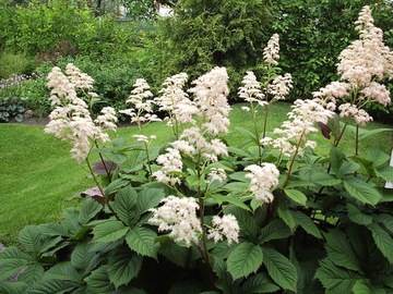 РОДЖЕРСИЯ КАШТАНОВОЛИСТОСТНАЯ (RODGERSIA AESCULIFOLIA) - 100 СЕМЯН