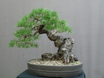 SOSNA CZARNA - PINUS NIGRA S - 20 NASION