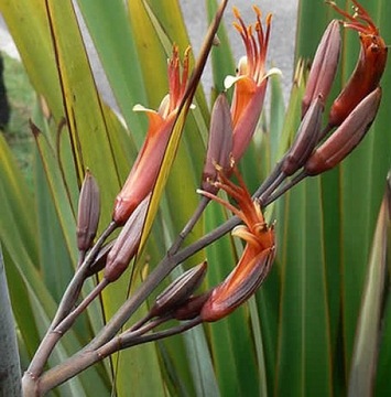 ЛЕН НОВОЗЕЛАНДСКИЙ – СЛАДКИЙ (PHORMIUM TENAX) - 5 СЕМЯН