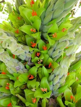 РЕДКАЯ ЖЕЛТАЯ ПУЯ - PUYA CHILENSIS - 5 СЕМЯН