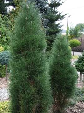 SOSNA CZARNA - PINUS NIGRA S - 20 NASION