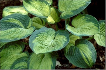 Funkia - Hosta 'Dick Ward' - ZIELONO ŻÓŁTA