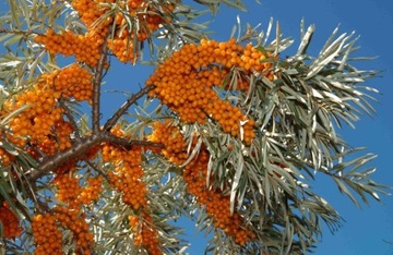 СУКА ОБЫКНОВЕННАЯ МОРСКАЯ HIPPOPHAE RAMNOIDES 50 СЕМЯН