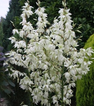 ЮККА КАРОЛИНА (YUCCA FILAMENTOSA) - 20 СЕМЯН