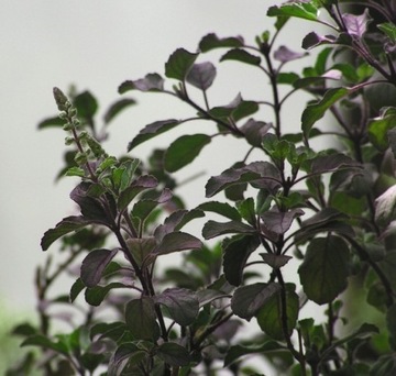 BAZYLIA ŚWIĘTA “TULSI” (OCIMUM SANCTUM) 200 NASION