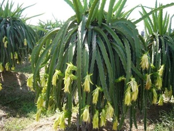 Кактус Красный Питайя Драконий Фруктовый (Hylocereus Undatus) - семена 20 шт.