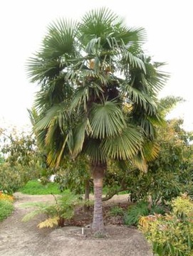 Trachycarpus Fortunei морозостойкая Пальма в вашем саду до -20С семена