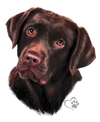 Naklejka na samochód - Pies Labrador 11x14,5cm
