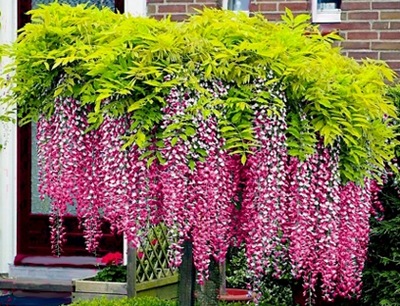 WISTERIA  'ROSEA'  Najpiękniejsze pnącze świata !
