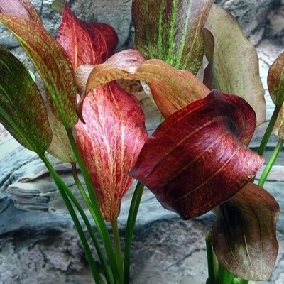 Echinodorus Paul Klocker - Żabienica Czerwona