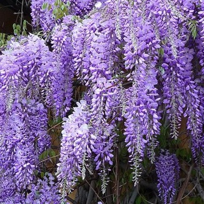 P9 WISTERIA SINENSIS GLICYNIA CHIŃSKA PIĘKNE PNĄCZE 60-80 CM.