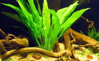 Echinodorus bleheri - Żabienica Blechera [koszyk]