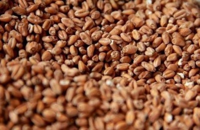 Słód PSZENICZNY jasny 4,5 EBC Crisp 1kg
