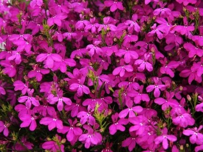 LOBELIA PRZYLĄDKOWA różowa nasiona