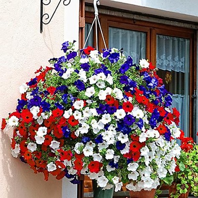 PETUNIA ZWISAJĄCA BALKONOWA PIĘKNE KOLORY MIX