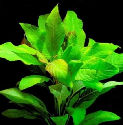 HYGROPHILA CORYMBOSA NADWÓDKA hodowla akwa_fan