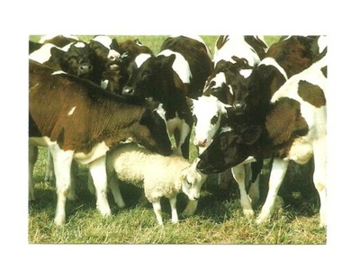 Pocztówka - Owieczka pośród krów / bydło domowe