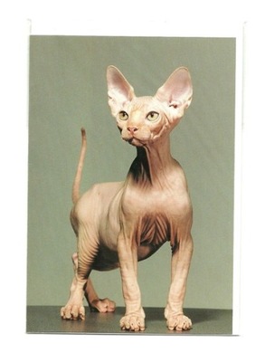 Karnet - Sfinks, czyli Portret bezwłosego kota ...