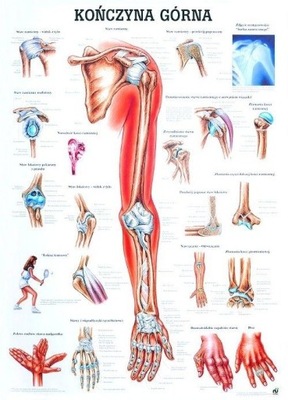 Plansza anatomiczna - KOŃCZYNA GÓRNA (100 x 70 cm)