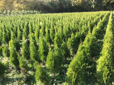 TUJA SMARAGD THUJA SZMARAGD 120cm 100szt PRODUCENT