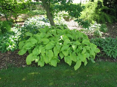 Hosta 'Sum and Substance' - Funkia