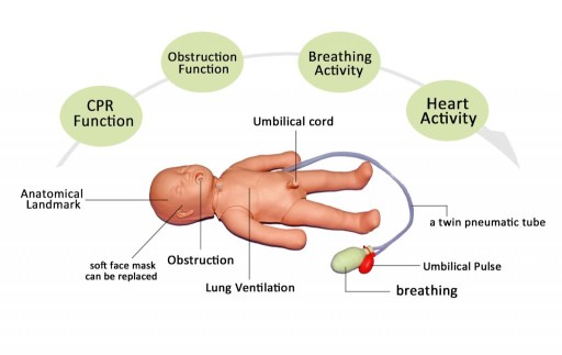 MEDMOD Фантом для реанимации новорожденных-CPR-Infant 01