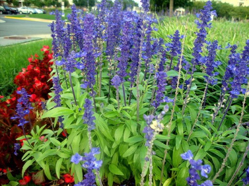 SAGE DIPPED BLUE BEAUTY