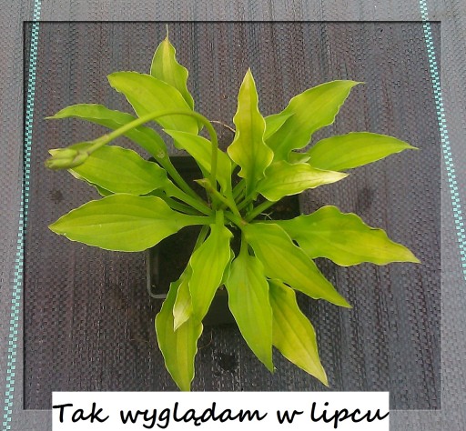 LIMONKOWA MINI HOSTA LEMON MINIATUROWA NA SKALNIAKI SADZONKI PRODUCENT