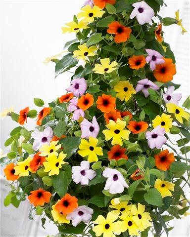 Смесь тунбергий Thunbergia alata 0,5г семена