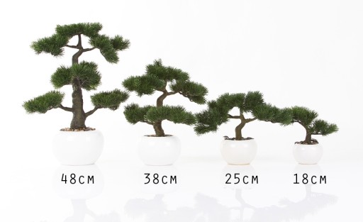 drzewko Bonsai Pinia 40 Sosna BONZAI ciekawy pień