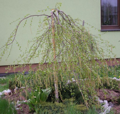 Береза ​​betula pendula Youngi обхват 8-12см 200см