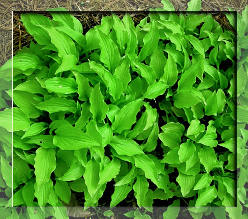 LIMONKOWA MINI HOSTA LEMON MINIATUROWA NA SKALNIAKI SADZONKI PRODUCENT