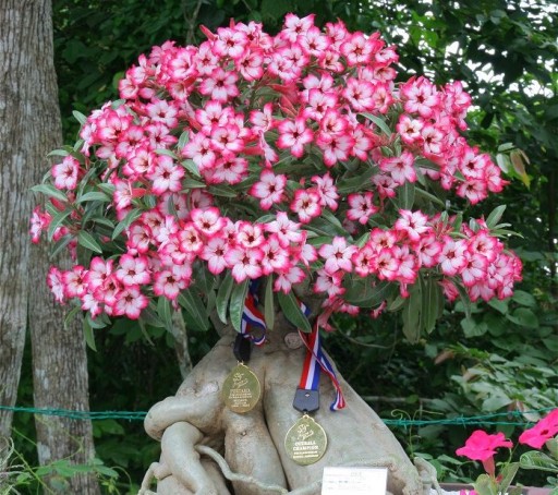 RÓŻA PUSTYNI ADENIUM OBESUM PIĘKNE BONSAI .