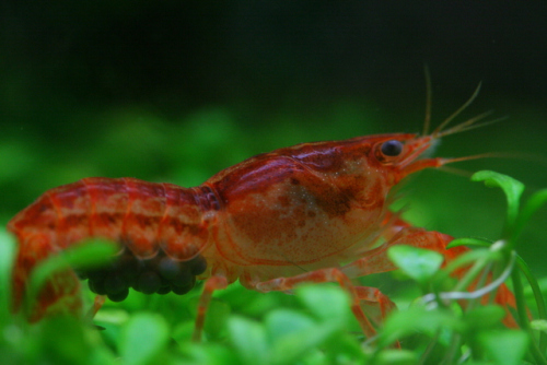 Cambarellus patzuarensis orange CPO minirak saxon4