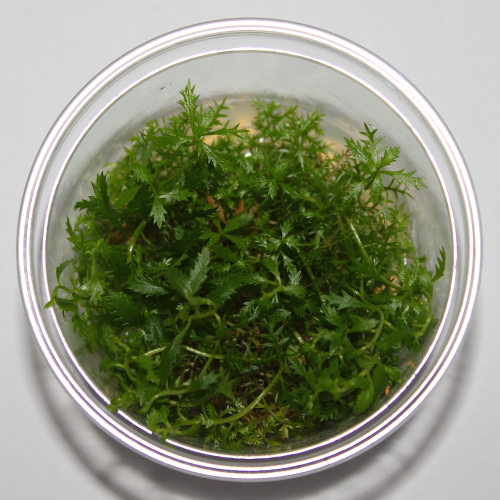 Prosepinaca palustris- in vitro - saxon4