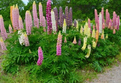 ЛЕТНИЕ ЛЮПИНЫ LUPINUS MUTABILIS МИКС ЦВЕТОВ 30 СЕМЯН